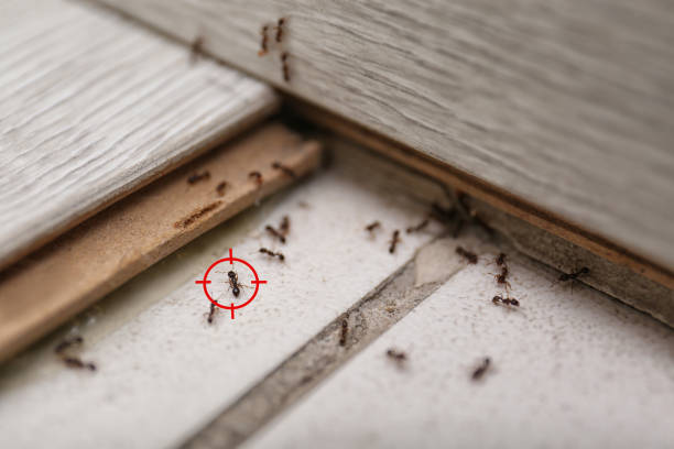 Best Cockroach Control Services  in Woodland Park, CO
