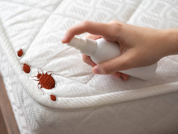 Best Termite Control Services  in Woodland Park, CO