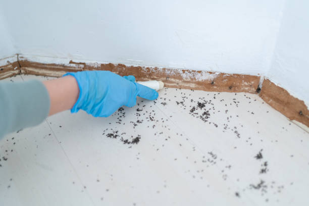Best Best Pest Control Companies  in Woodland Park, CO